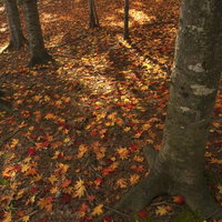 秋の雑木林の地面を彩る黄葉した落ち葉と木漏れ日の写真