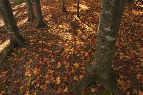 秋の雑木林の地面を彩る黄葉した落ち葉と木漏れ日