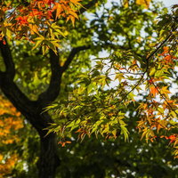 赤やオレンジに色づき始めた秋の紅葉の写真