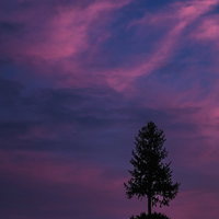 夕暮れの空に立つ針葉樹のシルエットの写真