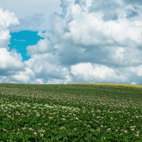 花が咲く北海道の丘と曇り空の写真
