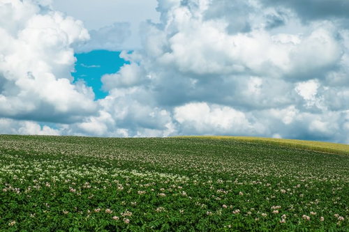 花が咲く北海道の丘と曇り空
