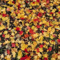 地面を埋め尽くす黄色とオレンジのモミジの落ち葉の写真