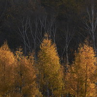 黄色く色づいたカラマツと落葉樹の森の写真