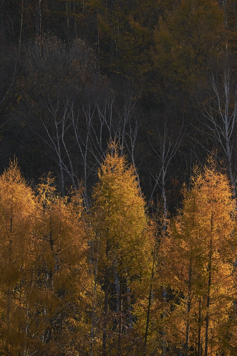 黄色に染まったカラマツの奥に白い幹の樹木が群生する秋の山間部の風景