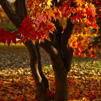 赤やオレンジに染まった紅葉の大木と落ち葉の写真