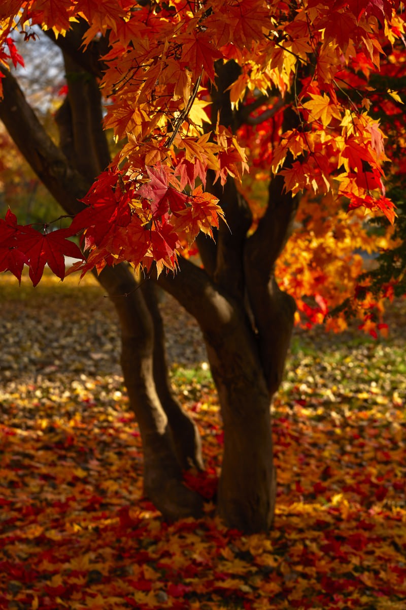 赤と黄色に紅葉したカエデの樹から垂れ下がる葉と地面の落ち葉