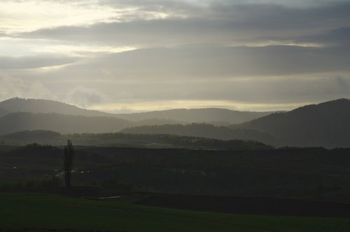 曇り空の山間に1本の木が立つ朝靄の大地の風景
