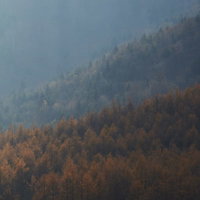 霧に包まれた山の斜面と黄葉したカラマツの森の写真