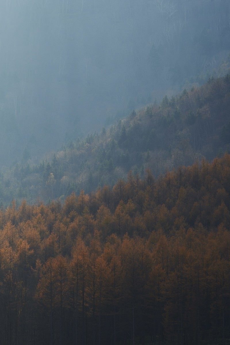 A mountainside shrouded in mist, with the yellow and red foliage of larch trees cascading down the slope