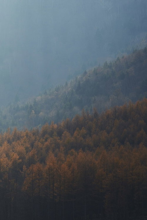 霧に包まれた山の斜面と黄葉したカラマツの森