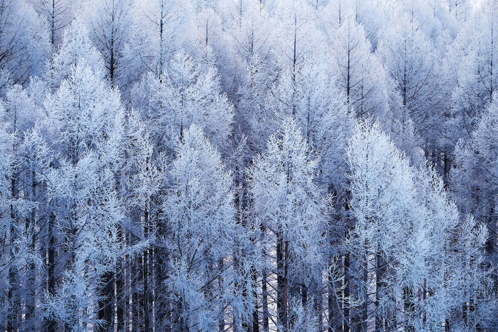 Winter forest trees covered in hoarfrost and ice crystals