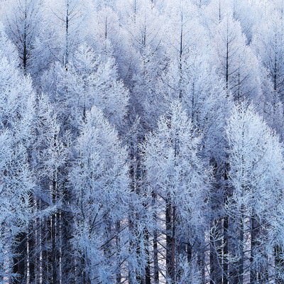 Snow-covered forest in winter — free Japanese winter stock photo