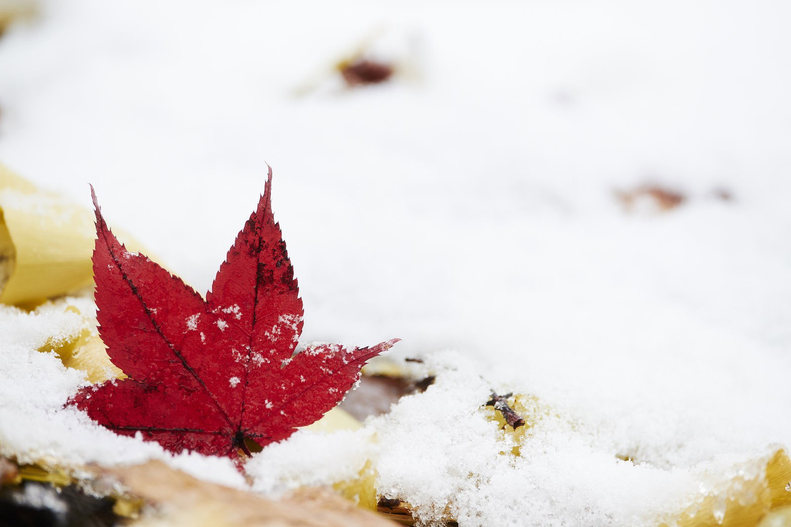 雪に覆われた地面に置かれた真紅のモミジの葉