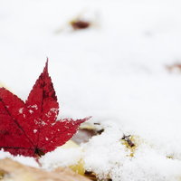 雪の上に落ちた赤いモミジの葉の写真