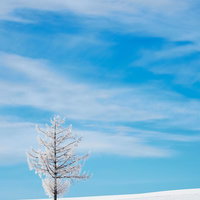 雪原の丘に立つ霧氷の一本の木と青空の写真