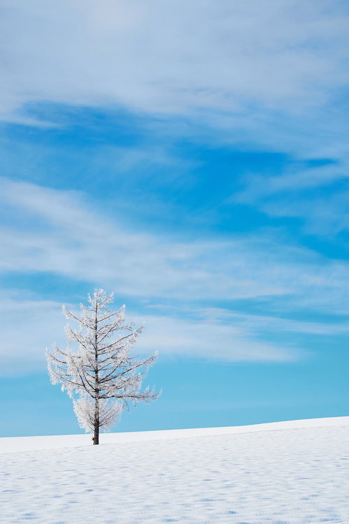 雪原の丘に立つ霧氷の一本の木と青空