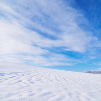 畝の模様が残る北海道の広大な雪原の写真
