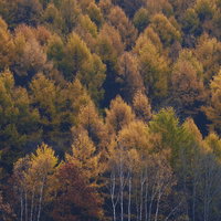 黄色く色づいた秋の針葉樹と白い幹の森の写真