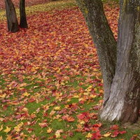 緑の芝生に広がる赤と黄色の落ち葉の写真