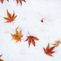 雪の上に散らばる色とりどりのモミジの落ち葉の写真