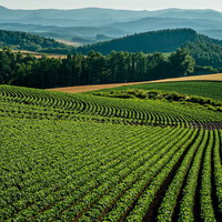 美瑛の緑の畑と青い山並みの写真