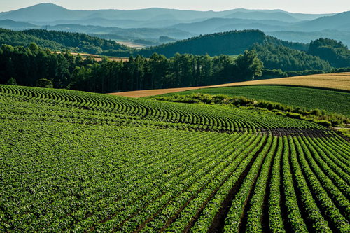 美瑛の緑の畑と青い山並み