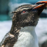 上を向くペンギンの横顔アップの写真