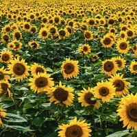 一面に広がる満開のひまわり畑の写真