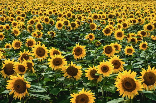 一面に広がる満開のひまわり畑