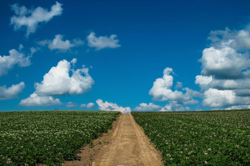 じゃがいも畑の間を走る一本道と青空