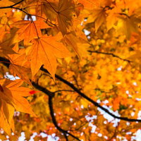 黄葉の秋・モミジが色づく季節の写真
