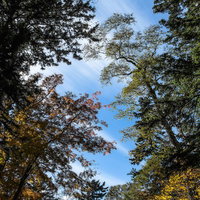 森の中から真上の空を見上げた秋景色の写真