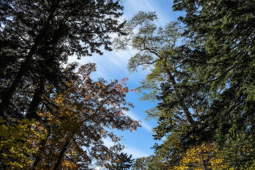 森の中から真上の空を見上げた秋景色