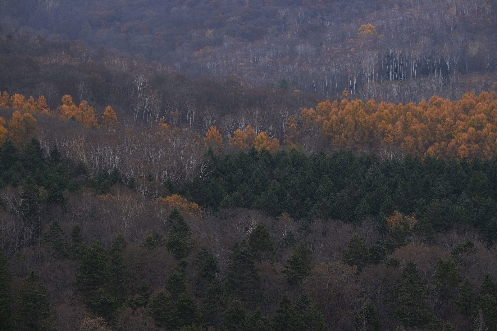 冬に近づく山々に広がる紅葉した広葉樹と緑の針葉樹の森林風景
