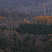 針葉樹と落葉樹が混在する晩秋の山の斜面の写真