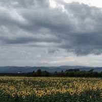 曇り空の下に広がるひまわり畑と山並みの写真