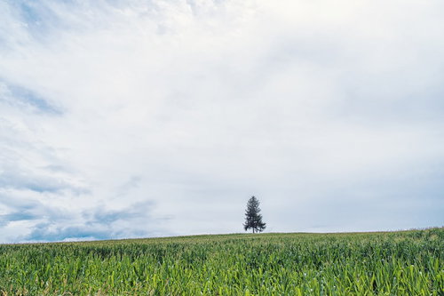 緑の畑の中に立つ一本の木と広い空
