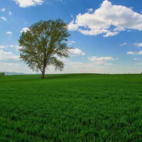 広い草原に一本だけ立つ哲学の木の写真