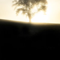 夕焼けの光を受ける丘の上の一本の木の写真