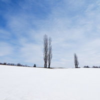青空と雲が広がる雪原に立つ2本のポプラの写真