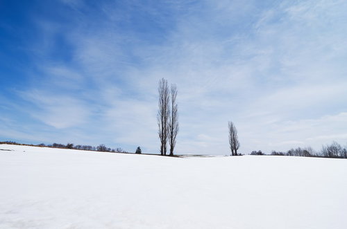 青空と雲が広がる雪原に立つ2本のポプラ