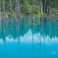 白い幹の木々が立つ青い池の写真