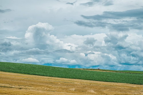 美瑛の丘陵に広がる緑と黄色の畑