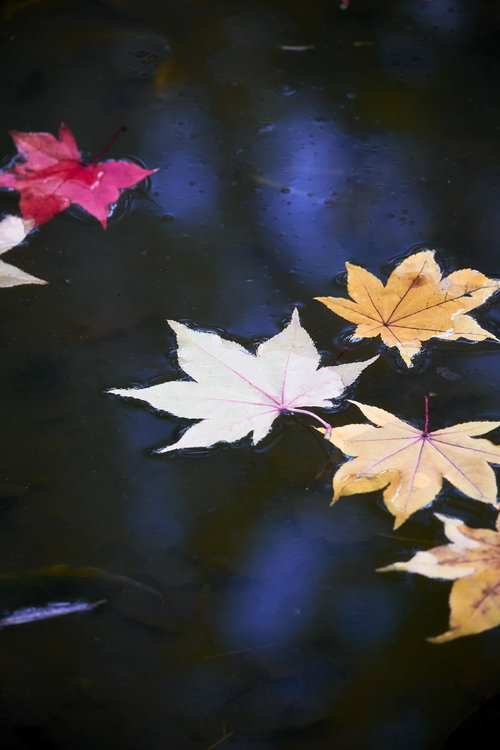 水面に浮かぶ赤や白のカエデの葉