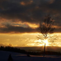 雪原に立つ一本の裸木と夕日の逆光の写真