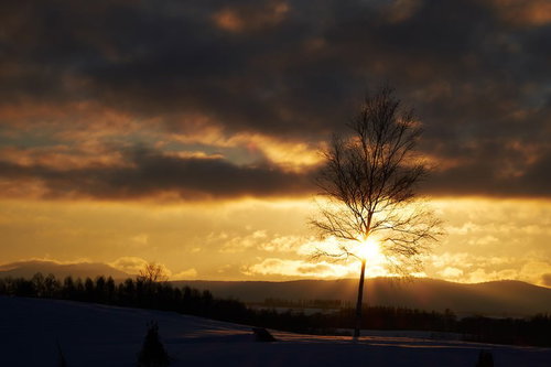 雪原に立つ一本の裸木と夕日の逆光