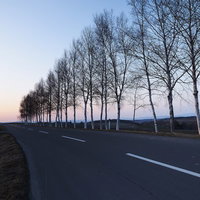夕暮れの白樺並木と一本の直線道路の写真