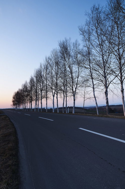 夕暮れの白樺並木と一本の直線道路