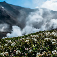 旭岳の噴気と手前に咲く高山植物の白い花の写真